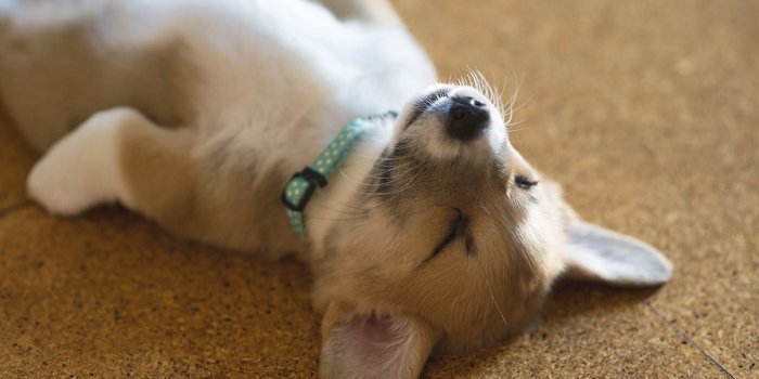 1280x854 cute-corgi-puppy-wallpaper-cute-puppy-sleep-corgi-family-dogs-pets