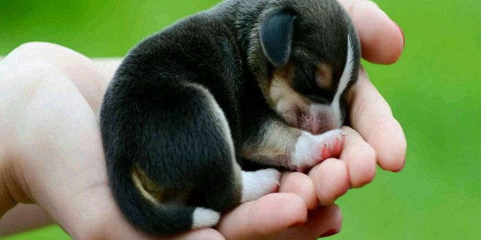 1440x1280 Puppy Sleeping Wallpaper by M_Phenomenal - 46 - Free on ZEDGE™