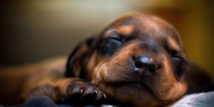 1920x1200 Tan and black Dachshund puppy closeup photography HD wallpaper