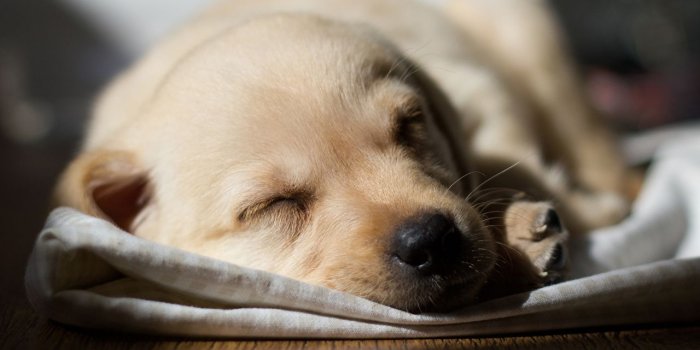 1280x793 Image Puppy Retriever Dogs sleeping Animals