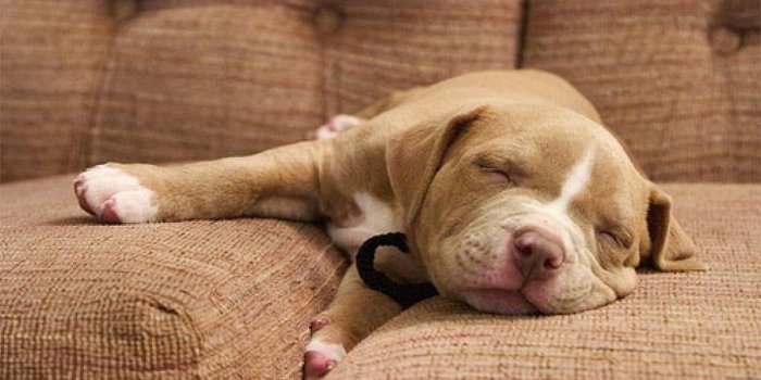 1920x1080 American Pit Bull Terrier Puppy Wallpapers