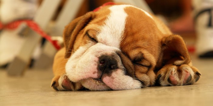 2400x1600 Sleeping bulldog wallpaper #bulldog #puppy | Cute puppies and dogs