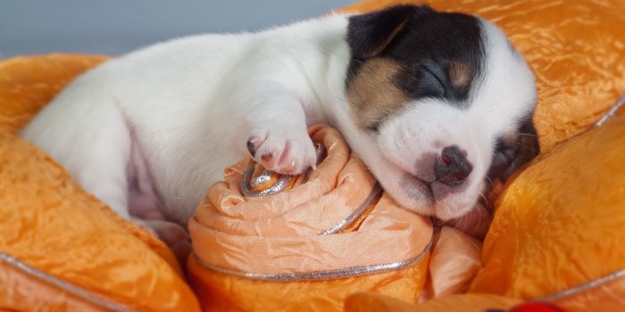 2560x1600 Cute white puppy sleeping on a pillow wallpaper - Animal wallpapers
