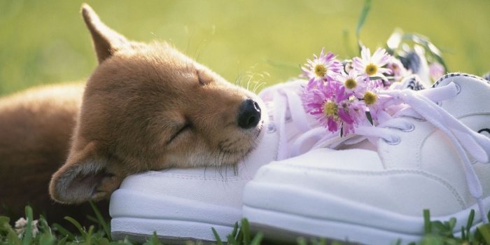 2880x1800 Puppy Sleeping - Wallpaper, High Definition, High Quality, Widescreen