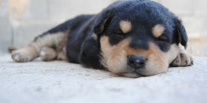 3872x2592 Rottweiler puppy sleeping on pavement during daytime free image | Peakpx