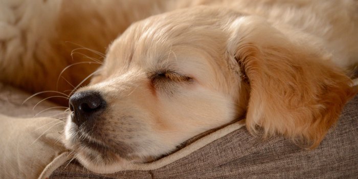 3600x2394 Golden retriever puppy sleeping HD Wallpaper | Background Image