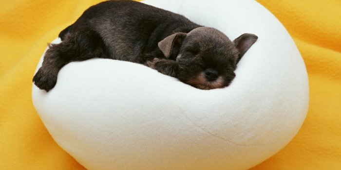 1280x1024 Cute Puppies Sleeping Wallpaper Desktop #9191 Wallpaper | High