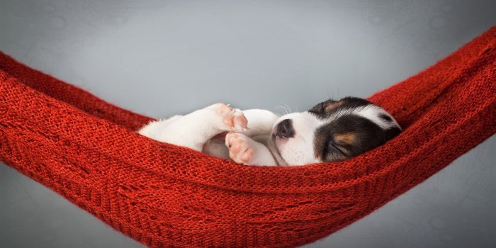 2560x1600 Sleeping puppy in a hammock wallpaper - Animal wallpapers - #33688