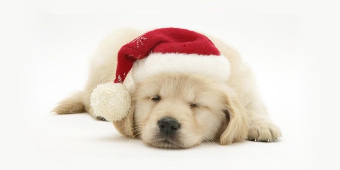 1280x800 Cute Golden Retriever Puppies Sleeping HD Wallpaper, Background Images