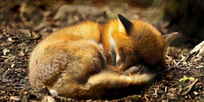 1920x1200 Fox puppy sleep Wallpapers Pictures Photos Images · « | hygge