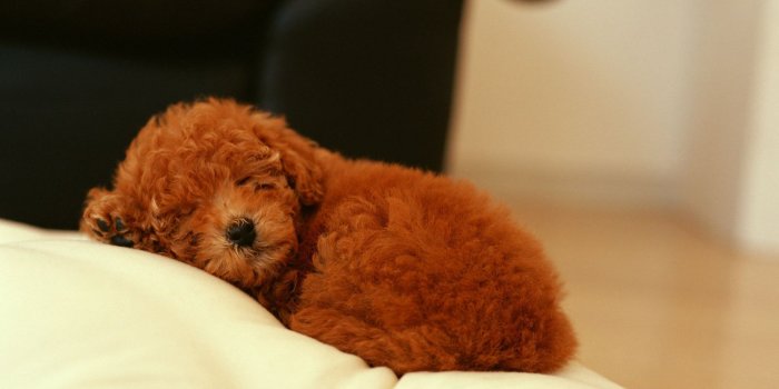 1600x1200 Poodle puppy sleeping wallpapers and images - wallpapers, pictures