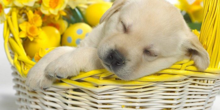 1130x847 Beautiful sweet puppy sleeping in a basket with flowers