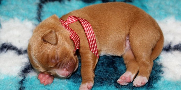 1280x847 Wallpapers Animals Puppy Dogs sleeping Ribbon Nova Scotia Duck