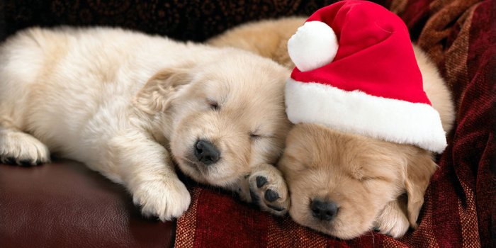 1920x1200 62+ Christmas Puppies Wallpapers on WallpaperPlay