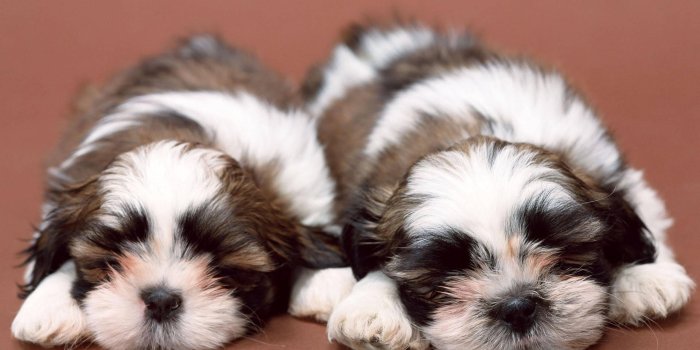 1920x1440 Cute Puppies Sleeping HD desktop wallpaper : Widescreen : High