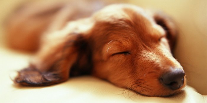 1920x1080 Dog Puppy Sleeping Pic | HD Wallpapers
