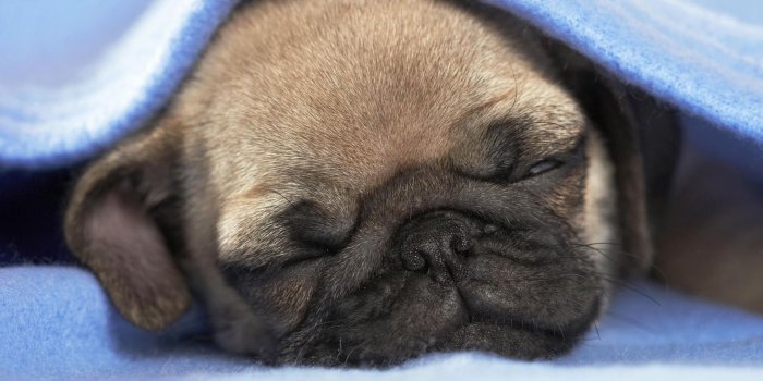 1920x1080 Pug Puppies Wallpaper - Wallpapers Browse