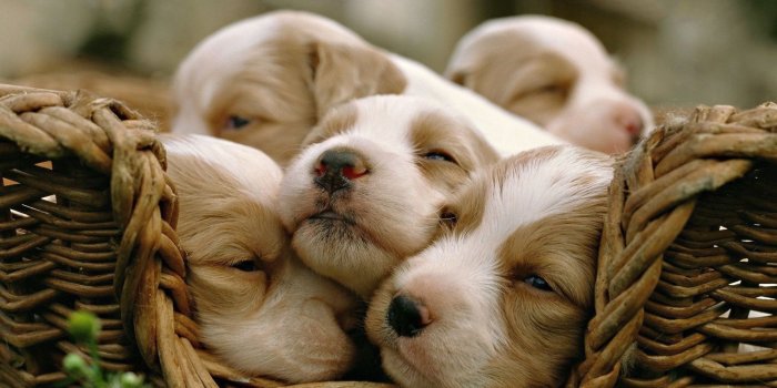 1920x1200 Clinomania on Sleeping Puppies | Cute baby animals, Dogs