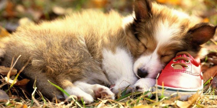 2560x1600 Pembroke Welsh Corgi puppy sleeping on a red shoe wallpapers