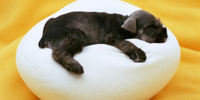2560x1440 Black Dog Puppy Sleeping | HD Wallpapers