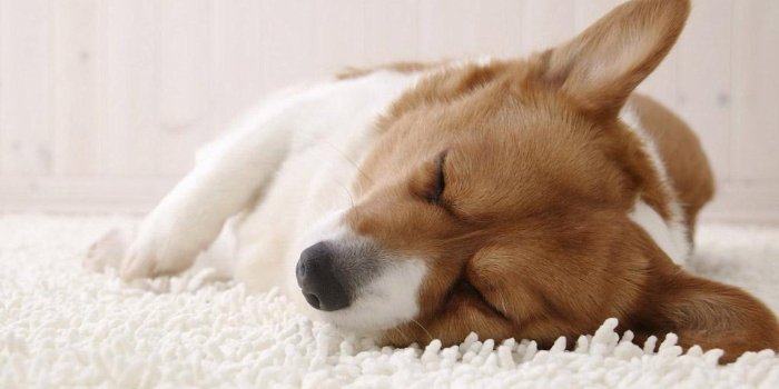 1920x1200 Corgi Puppy Sleeping Wallpaper. Desktop Background