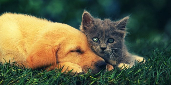1920x1200 Puppies and Kittens Wallpapers (62+ background pictures)