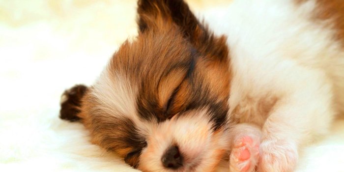 1920x1200 Cute Pup Sleeping Wallpapers Pictures Photos Images Dog Wallpaper