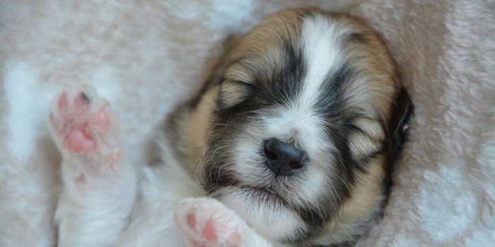 2560x1440 Desktop Wallpapers puppies Dogs Sleep Paws Snout animal 2560x1440