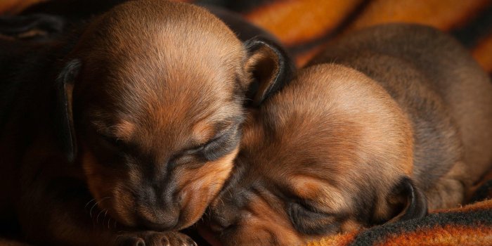 2560x1600 Two Puppies Sleeping HD desktop wallpaper : Widescreen : High