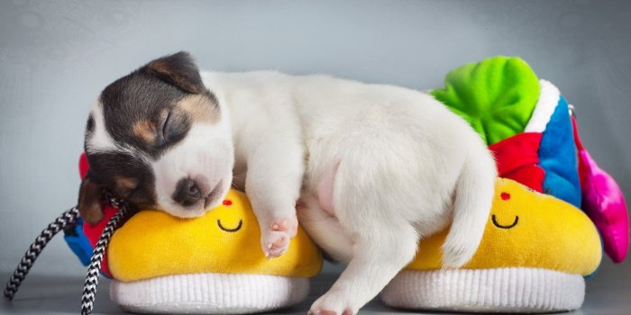 1920x1200 Cute Puppy Sleeping - Android wallpapers