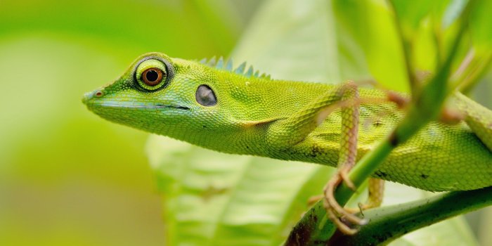 1920x1080 Green beast in the jungle wallpapers and images - wallpapers