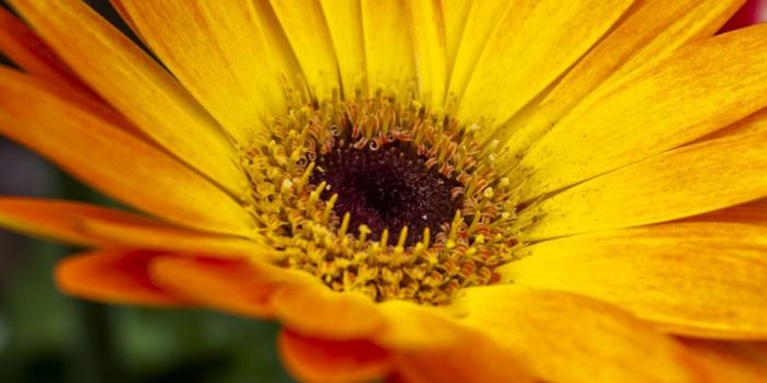 1440x2560 Download 1440x2560 Wallpaper Gerbera, Orange Flower, Bloom, Qhd