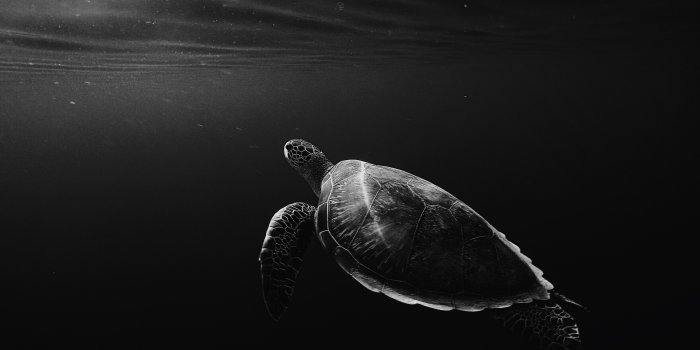 3840x2160 Turtle Oled 4k, HD Animals, 4k Wallpapers, Images, Backgrounds