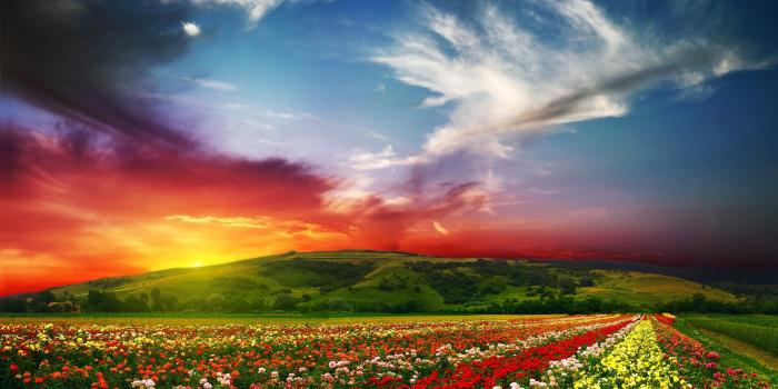 2560x1440 Wallpaper India, 5k, 4k wallpaper, Valley of Flowers, Meadows, roses