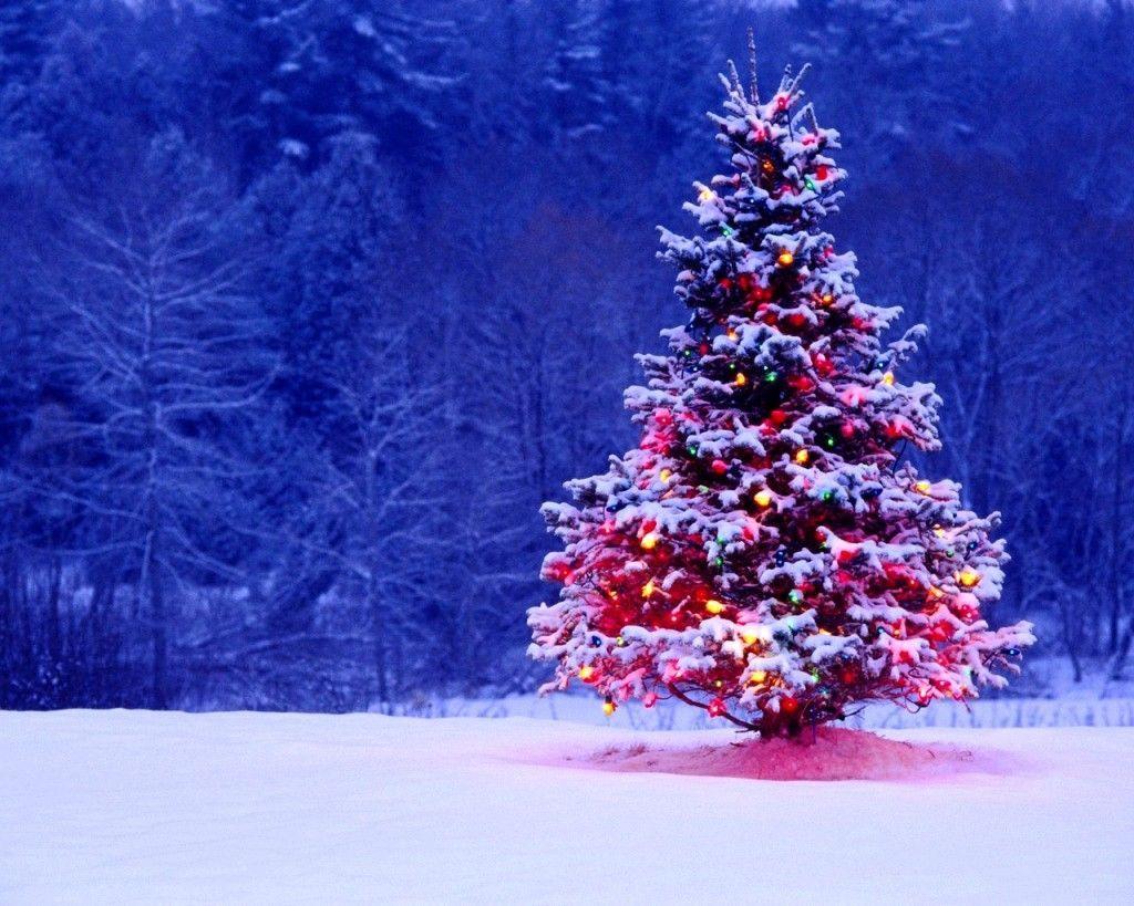 1024x819 Christmas Tree Wallpapers Free