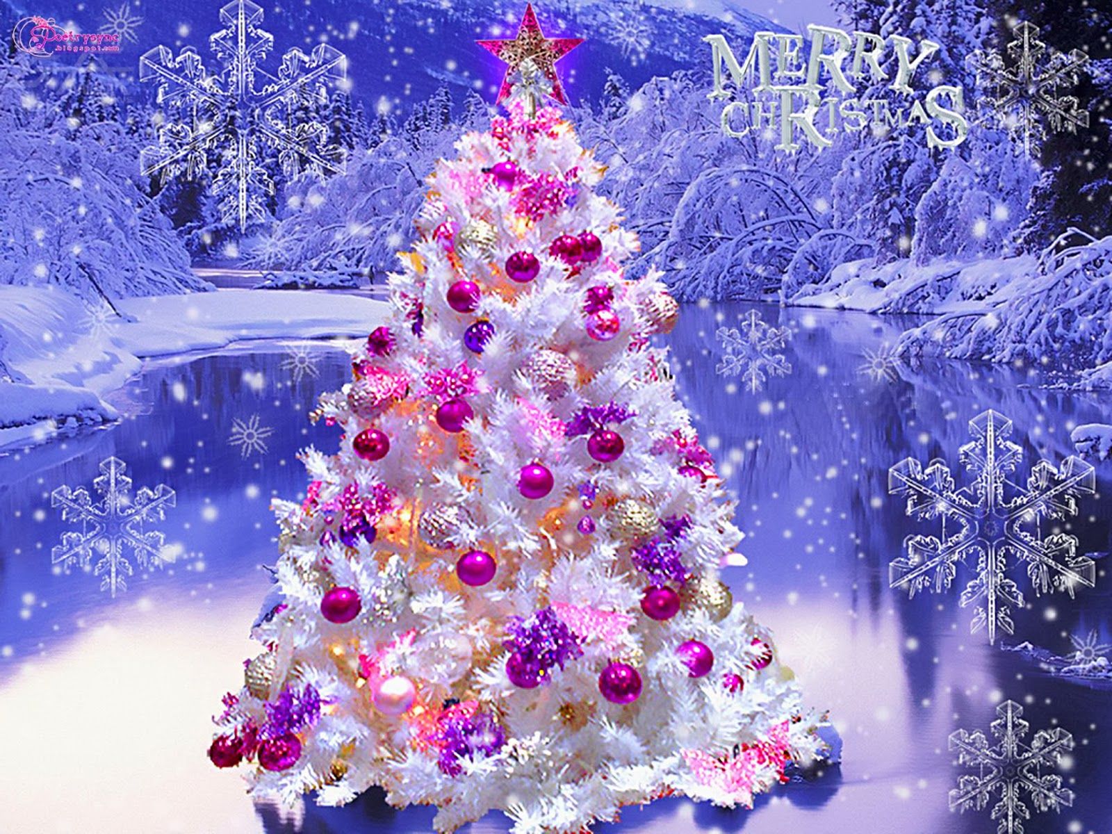 1600x1200 Christmas Trees Decorated Pu HD Wallpaper, Background Images
