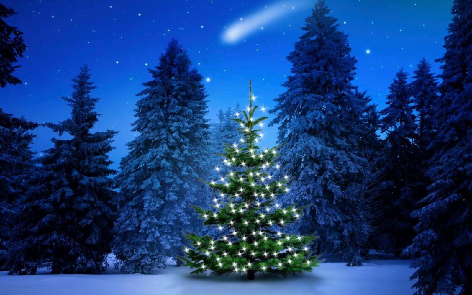 2560x1600 Christmas Forest Wallpapers - Top Free Christmas Forest Backgrounds