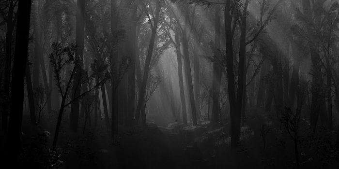 1600x1000 46+] Creepy Forest Wallpaper on WallpaperSafari