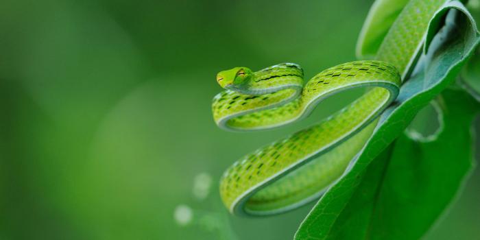 2736x1824 Exotic Snake Ultra HD Desktop Background Wallpaper for 4K UHD TV :  Widescreen & UltraWide Desktop & Laptop : Multi Display, Dual Monitor :  Tablet : Smartphone