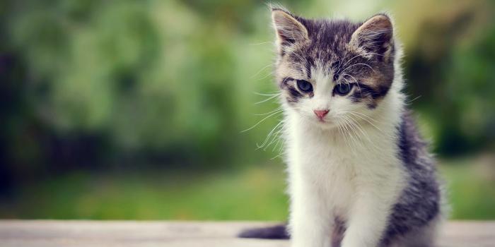 1920x1200 71+ Cute Kitten Wallpapers on WallpaperPlay