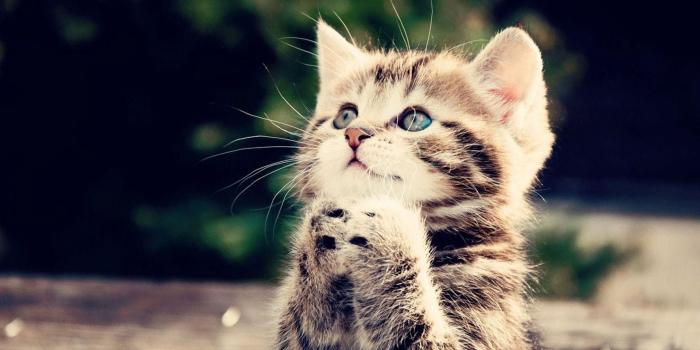 1920x1080 Cute Kitten Wallpaper (64+ images)
