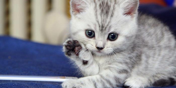 1600x1200 Free Cute Kitten Wallpapers