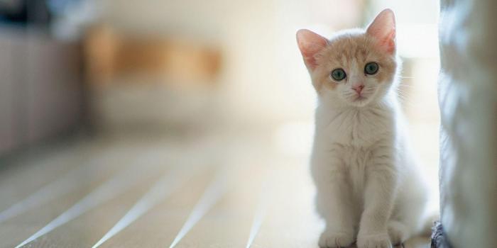 1920x1080 71+ Cute Kitten Wallpapers on WallpaperPlay
