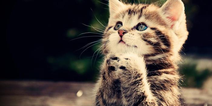 1440x900 Cute Kitten Wallpaper for Android - APK Download