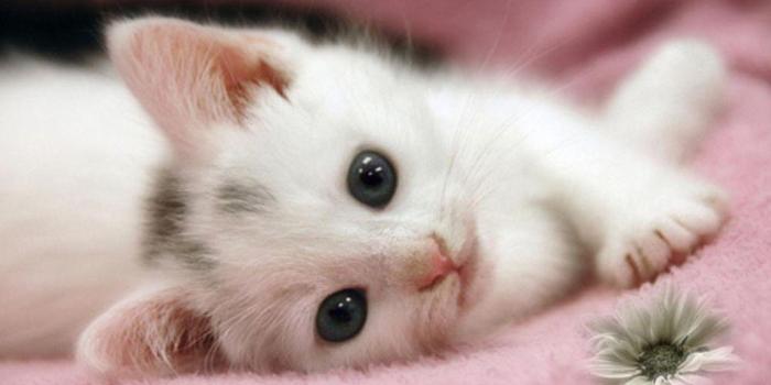 1366x768 Free Cute Kitten Wallpapers