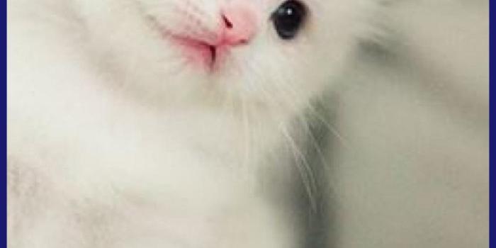 1110x1950 Cute Cats Wallpapers - Cute Kitten Wallpaper Cute Cats (#478564