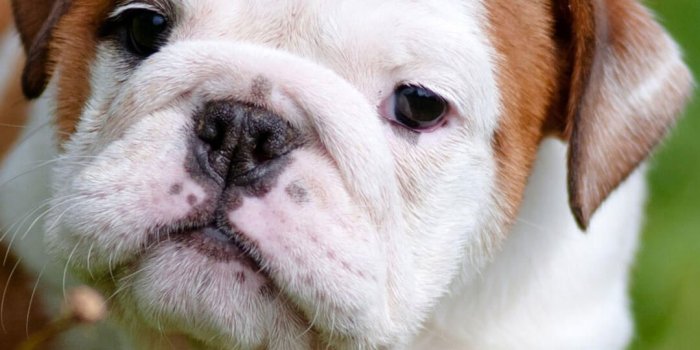 1080x1920 Cute English Bulldog Puppies iPhone Wallpaper HD | Animal Wallpaper