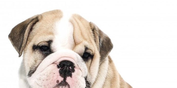 750x1334 British Bulldog 1 iPhone 6 Wallpapers | Phone backgrounds | Bulldog