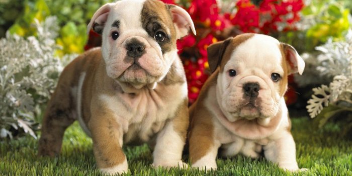 1680x1050 Image detail for -Cute Bulldog Puppies wallpaper | Free Wallpapers