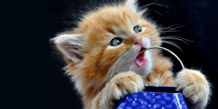 2560x1600 Timeline - Cute Kittens Wallpaper Download (#478939) - HD Wallpaper